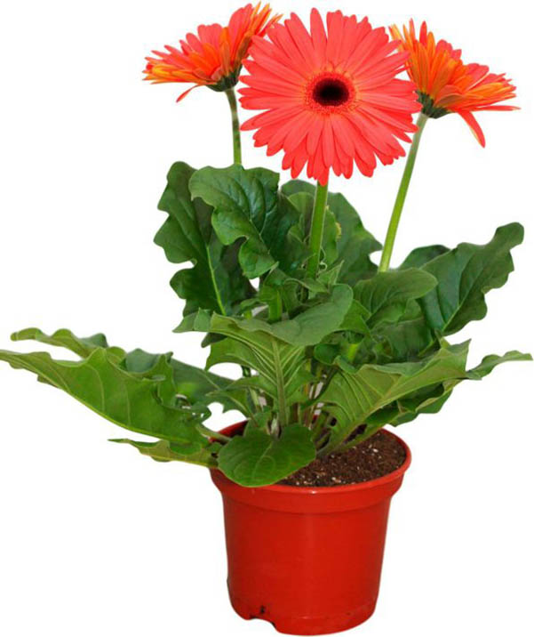 фото Гербера orangery gerbera hibrid mix 35 см в ассортименте (цвет по наличию)