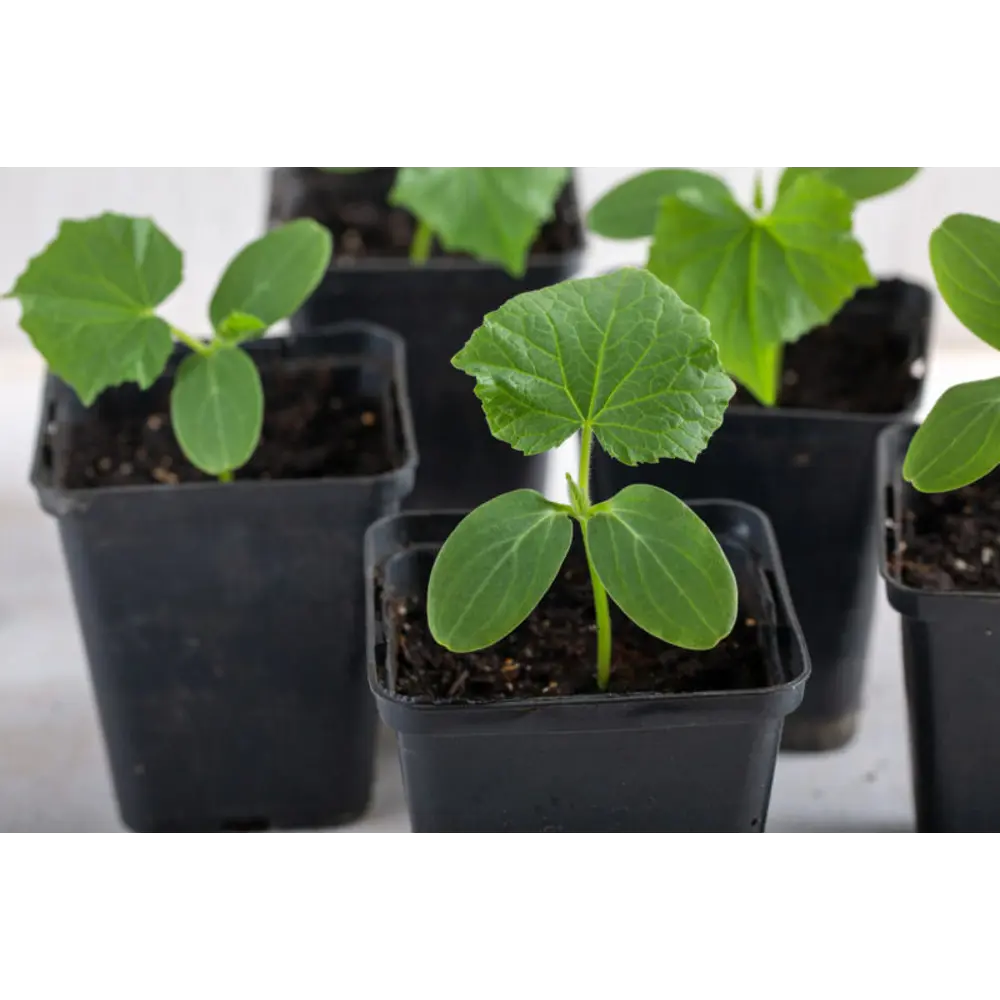 

Рассада Огурец кассета