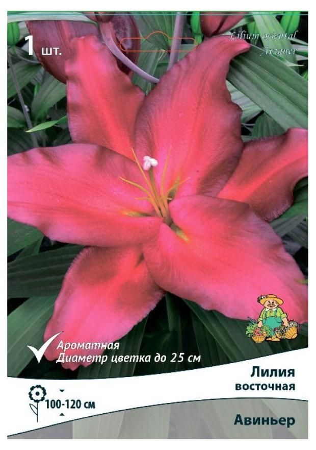 

Лилии Ароматный сад Микс 1 шт