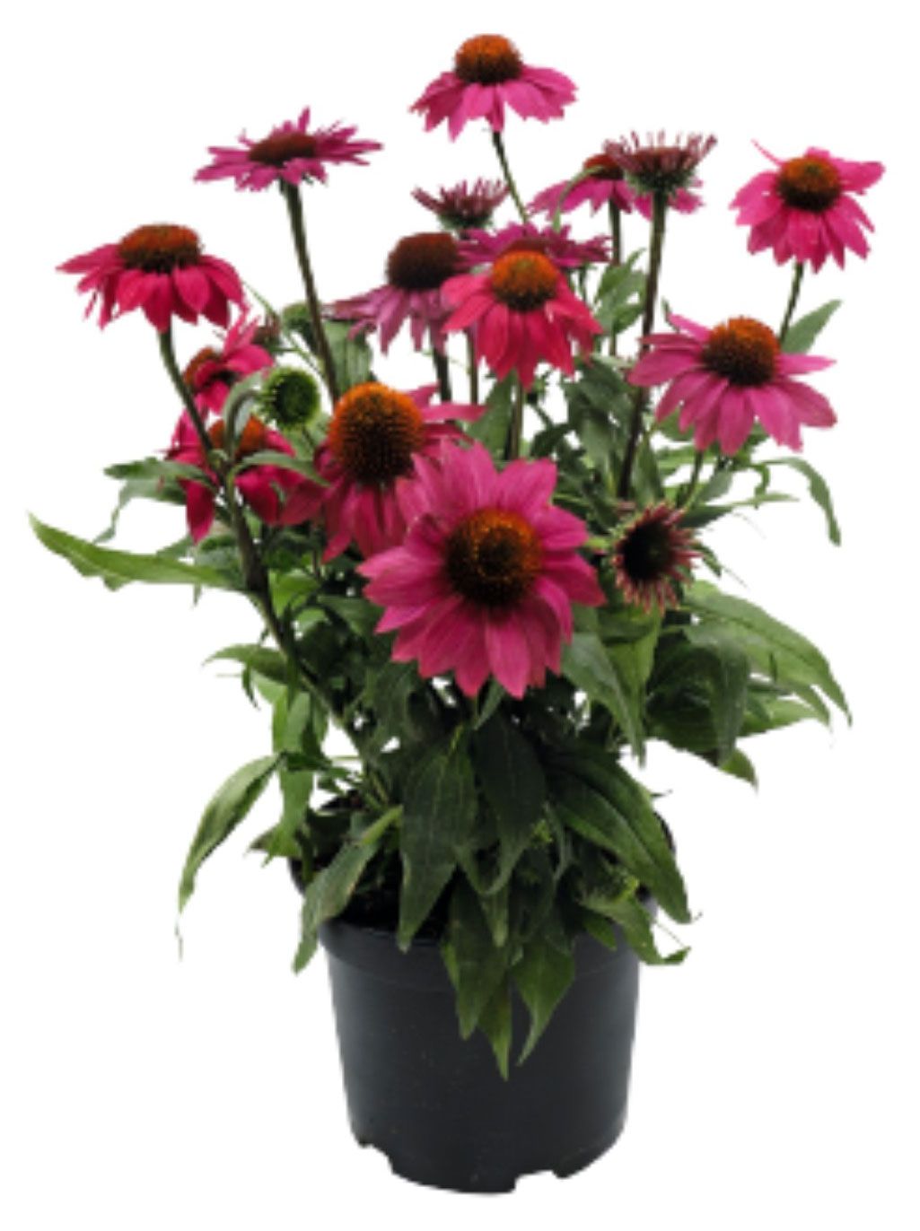 Эхинацея Р9 ЕТК