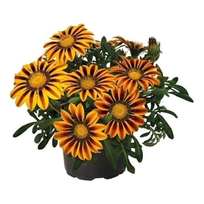 Газания Микс D12