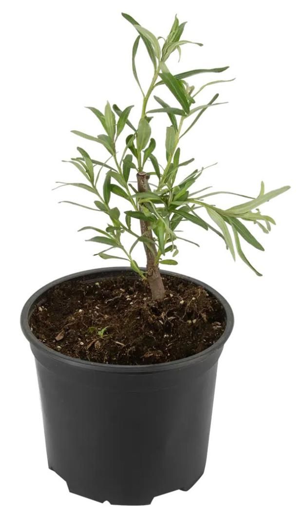 Облепиха Ботаническая любительская