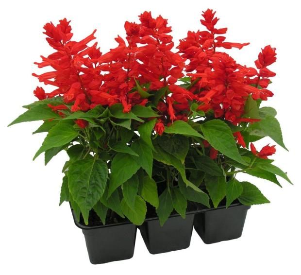 Сальвия смесь ЕТК 6 ячеек