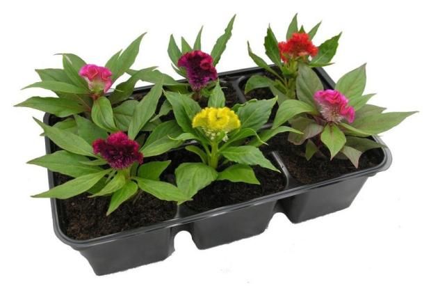 Целозия Гребенчатая микс ЕТК 6 ячеекк