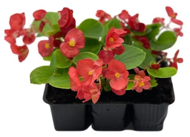 Бегония вечноцветущая микс ЕТК 6 ячеек