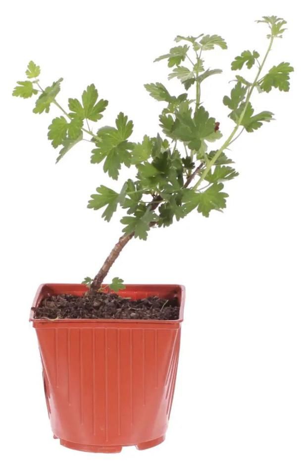 Крыжовник малахит 2 л