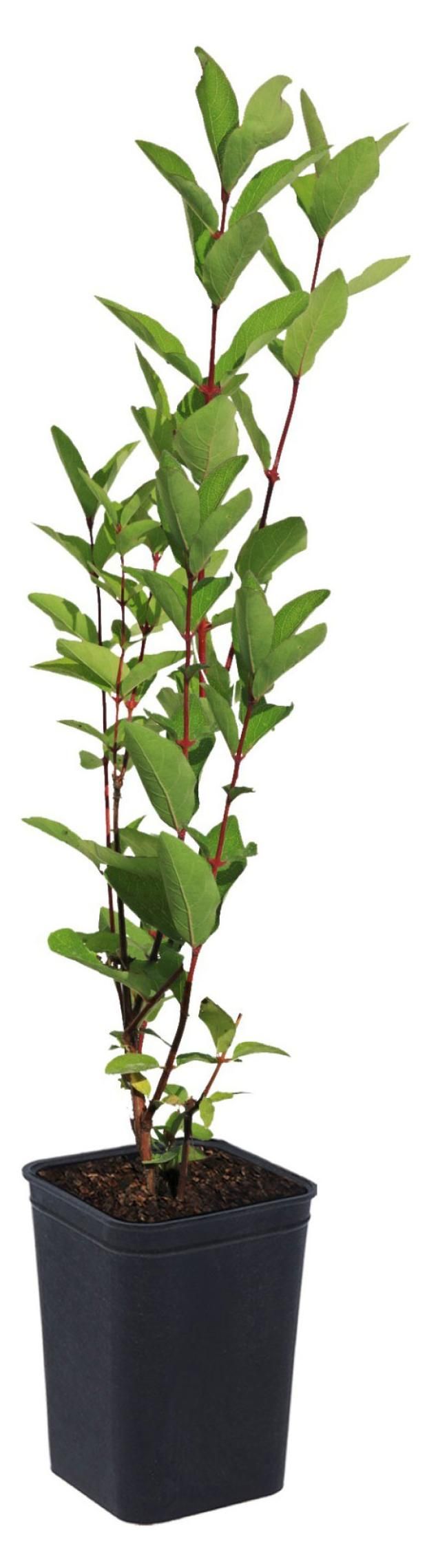 Жимолость съедобная Суверин 2 л