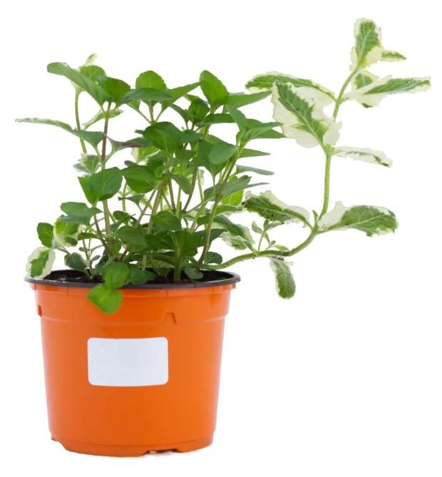 Чайная коллекция-русский чай ЕТК d12 см