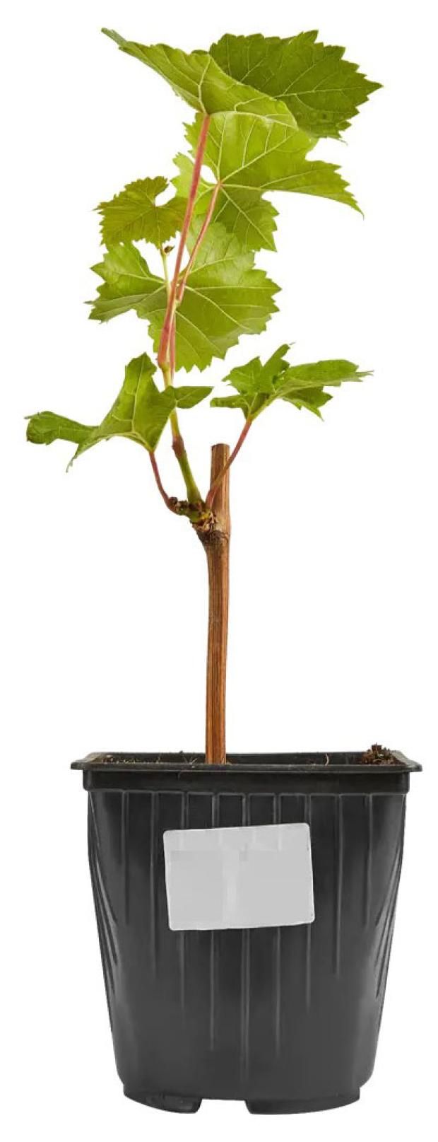 Виноград 2 л в ассортименте (сорт по наличию)