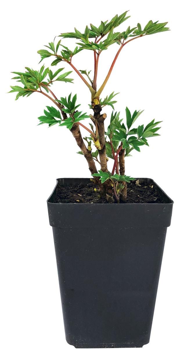 Пионы люкс ЕТК 2 л в ассортименте (сорт по наличию)