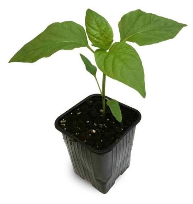 

Перец Балконная серия ЕТК d18 см