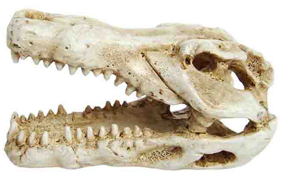 фото Декорация для аквариума prime череп крокодила, пластик, 4.5х7.5х4.5 см