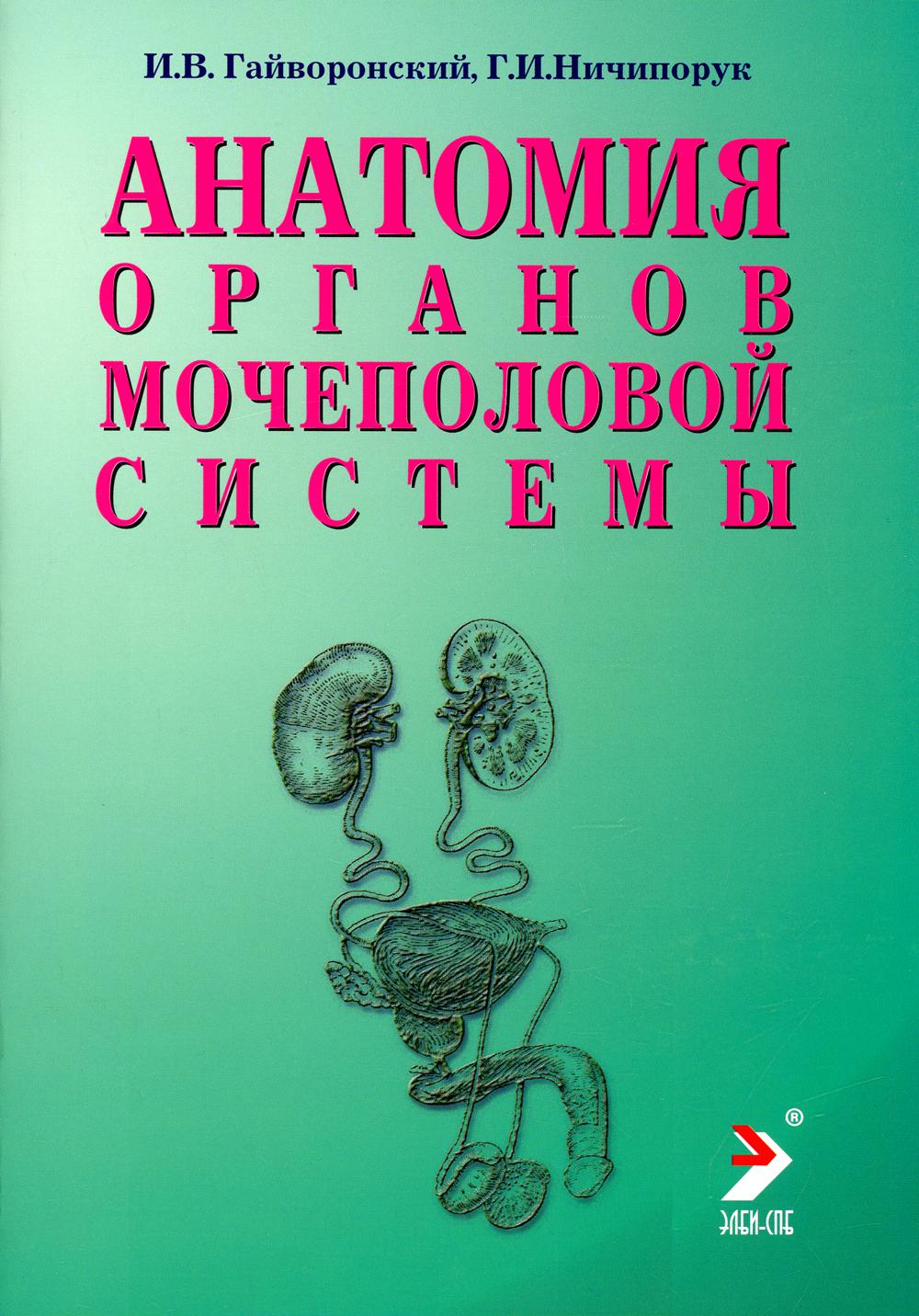 

Анатомия органов мочеполовой системы