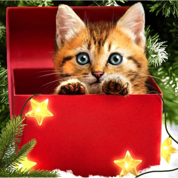 

Алмазная вышивка Котенок в коробке