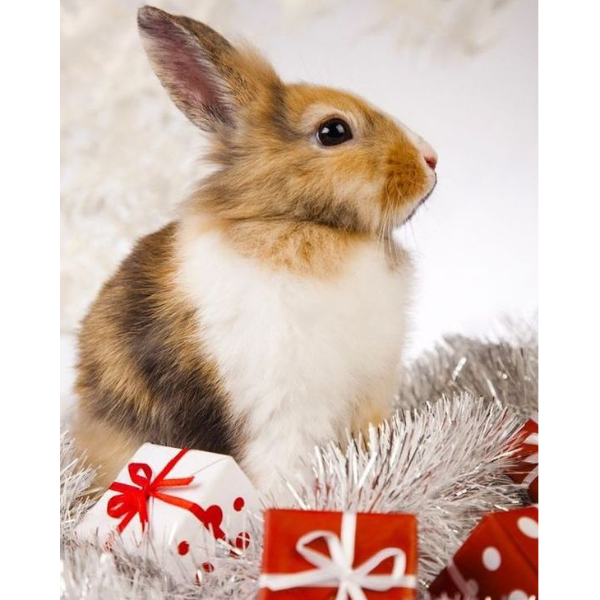 Алмазная вышивка Кролик и подарки
