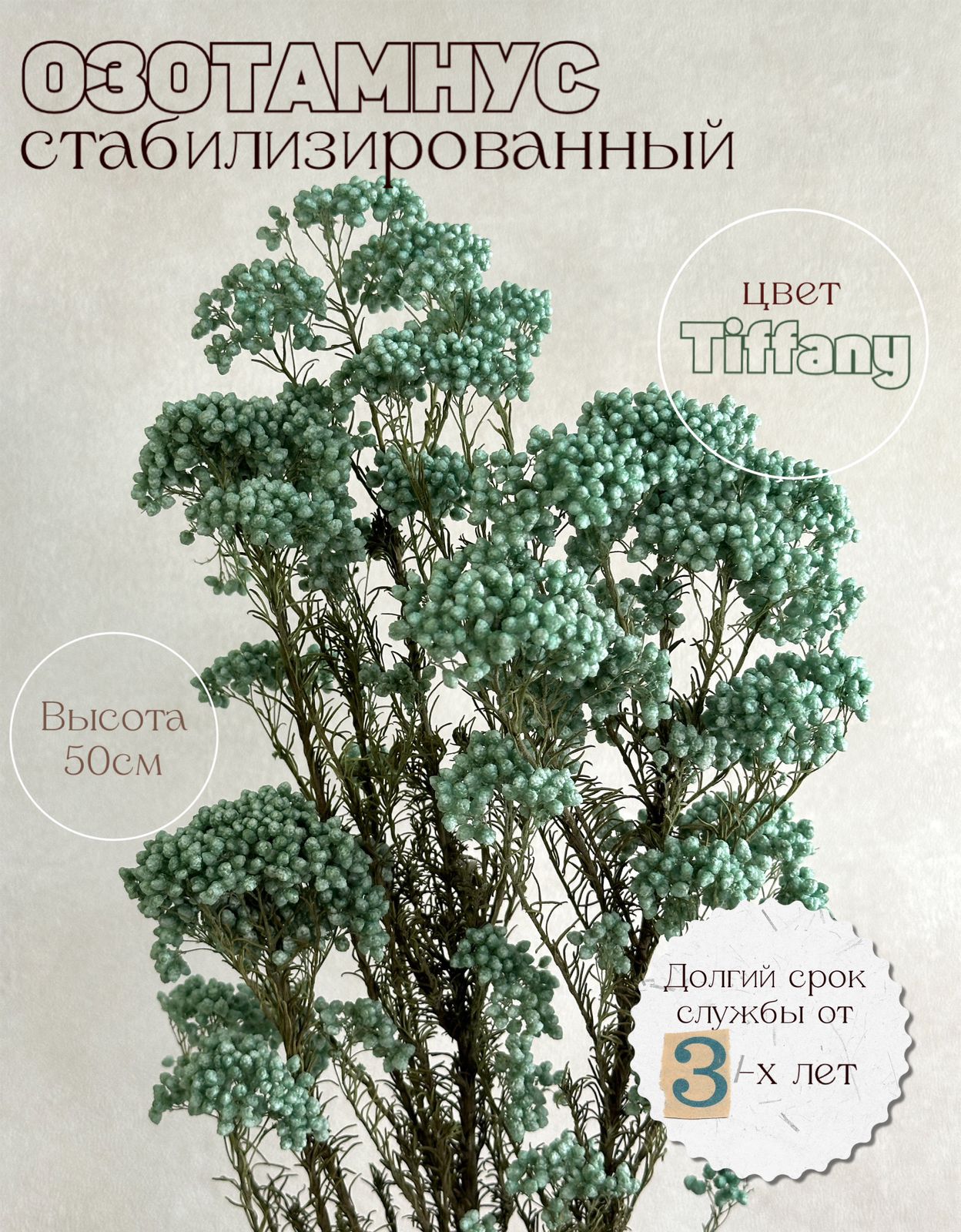 

Стабилизированный Озотамнус Tiffany бирюзово-зеленый, цветок