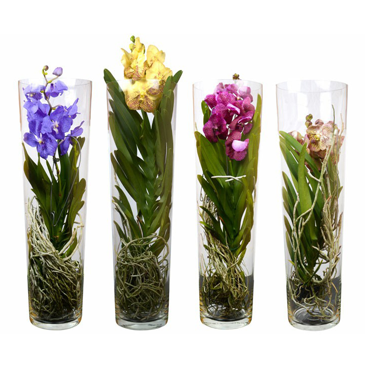Ванда в вазе h70 см в ассортименте (цвет по наличию)