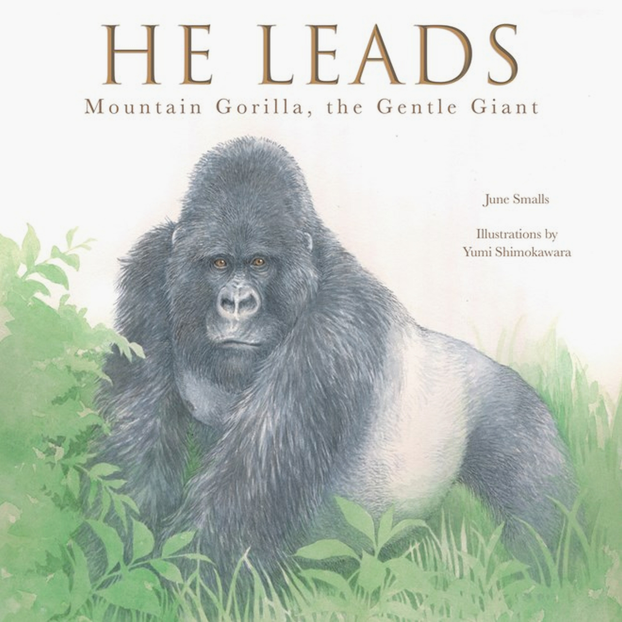 

He Leads Mountain Gorilla, the Gentle Giant