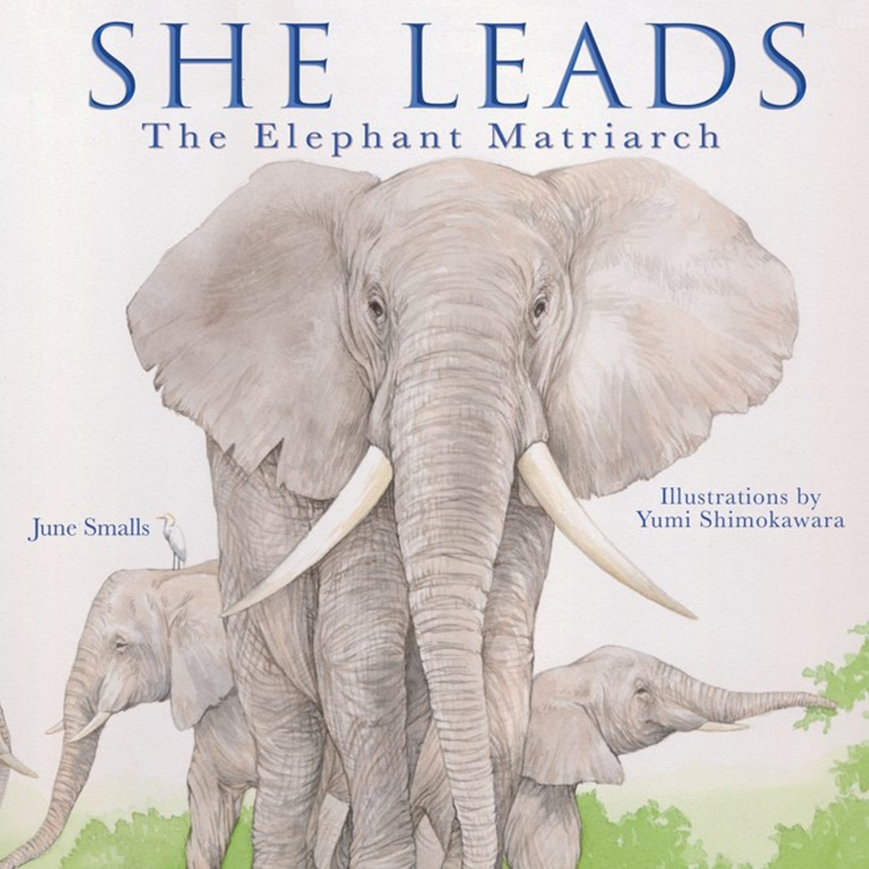 

She Leads The Elephant Matriarch