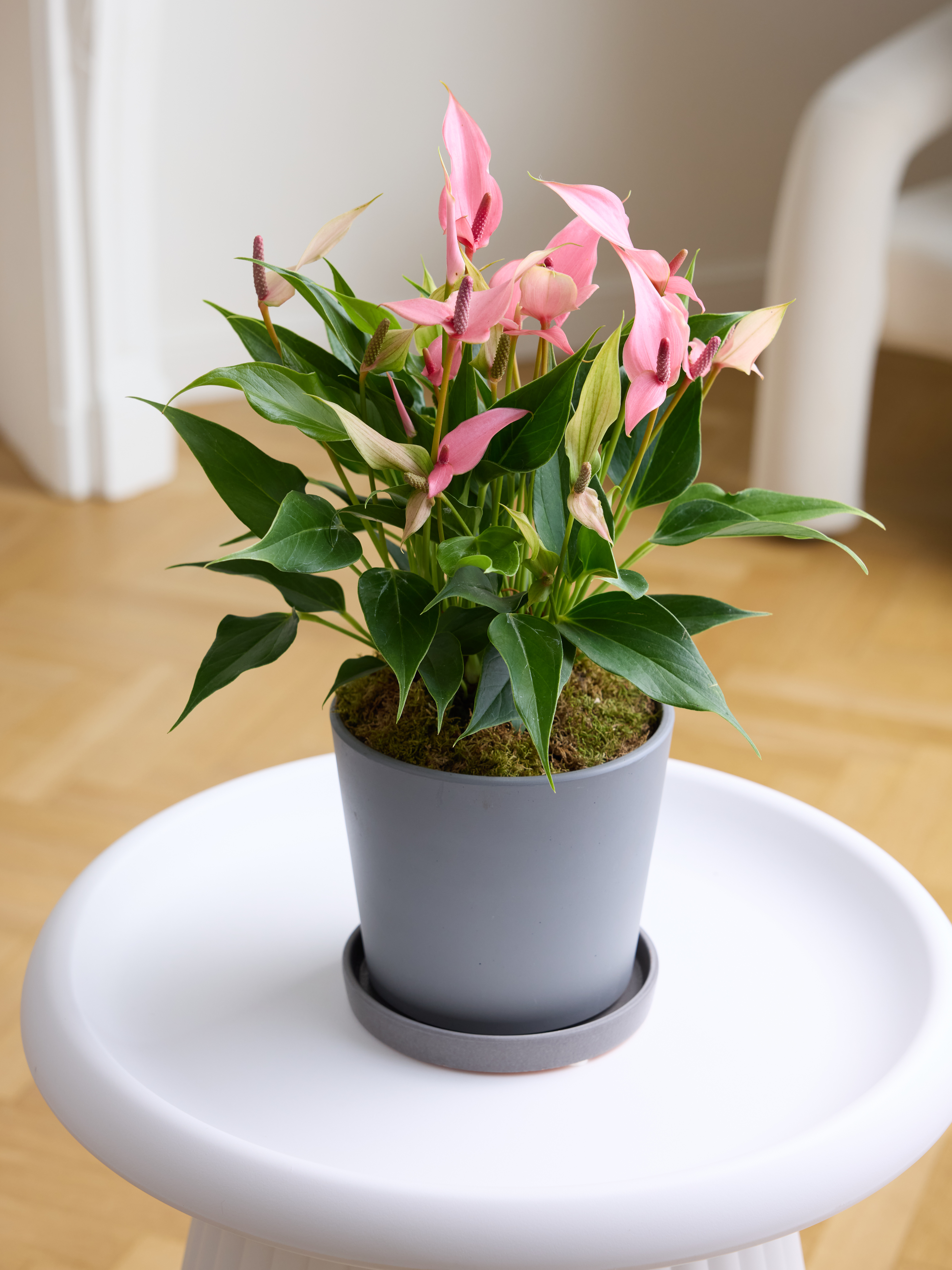 

Растение комнатное Margo plants антуриум лили в бетонном горшке h 45 см, d 21 см