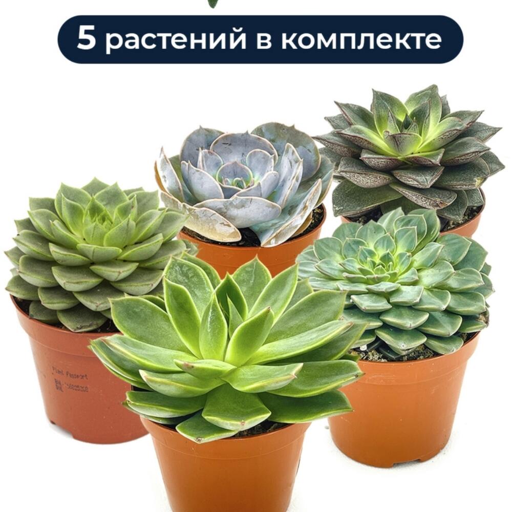 

Комнатное растение Margo plants 5суккулентов
