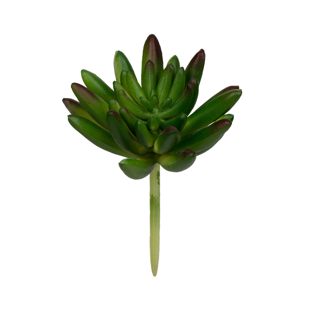 

Blumentag суккулент, 1 шт, 02, суккулент, 1 шт, 02