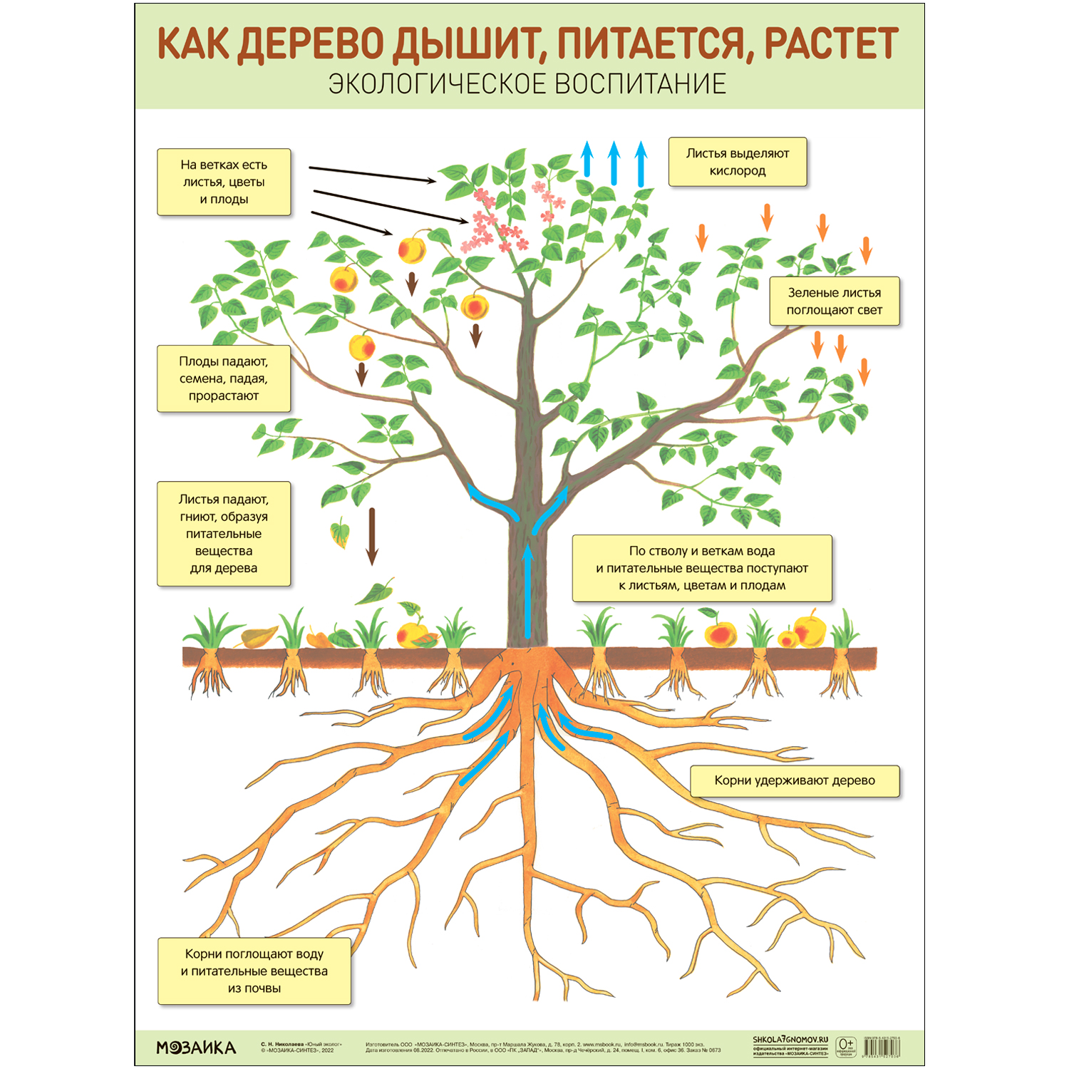 

МОЗАИКА-СИНТЕЗ издательство Как дерево дышит, питается, растет. Развивающие плакаты, Как дерево дышит, питается, растет. Развивающие плакаты