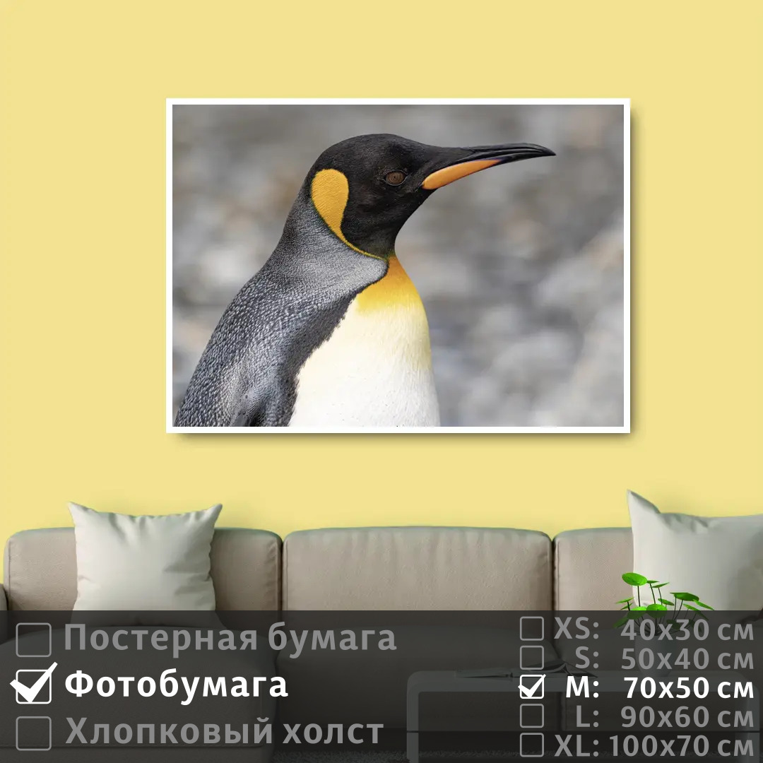 

Постер на фотобумаге ПолиЦентр Пингвин смотрит вдаль 70х50 см, ПингвинСмотритВдаль
