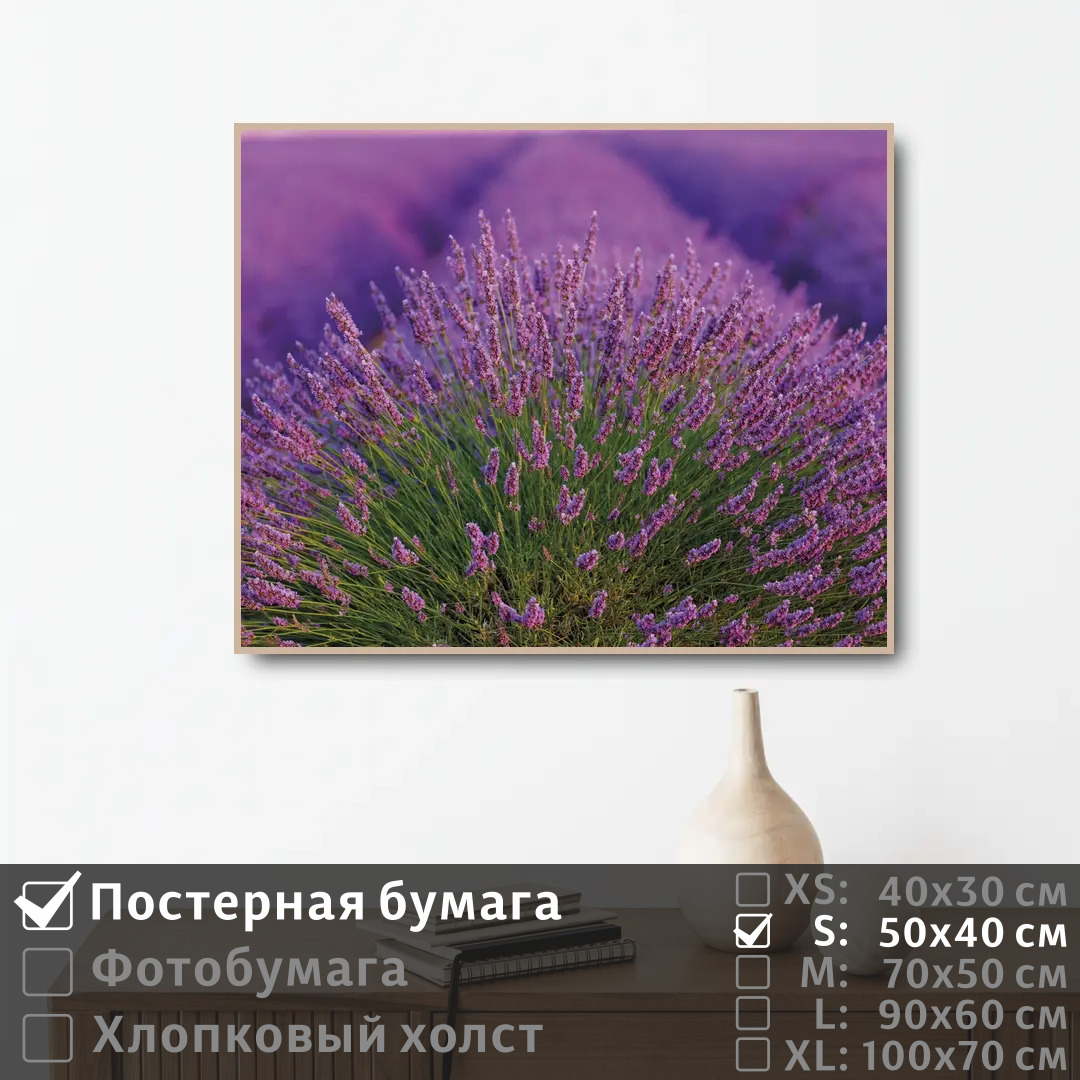 

Постер на стену ПолиЦентр Лавандовое поле во франции 50х40 см, ЛавандовоеПолеВоФранции