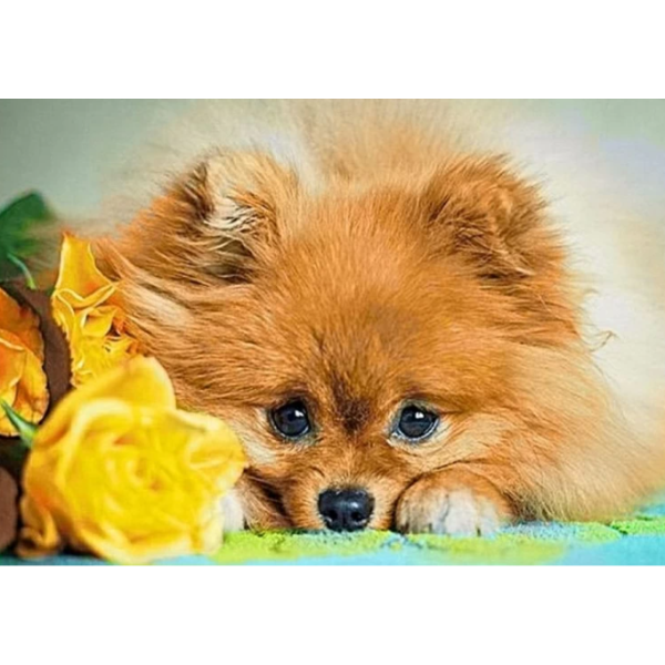 

Алмазная вышивка Маленький шпиц