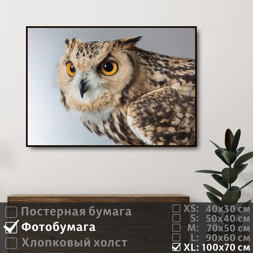 

Постер на фотобумаге ПолиЦентр Сова следит глазами 100х70 см, СоваСледитГлазами1
