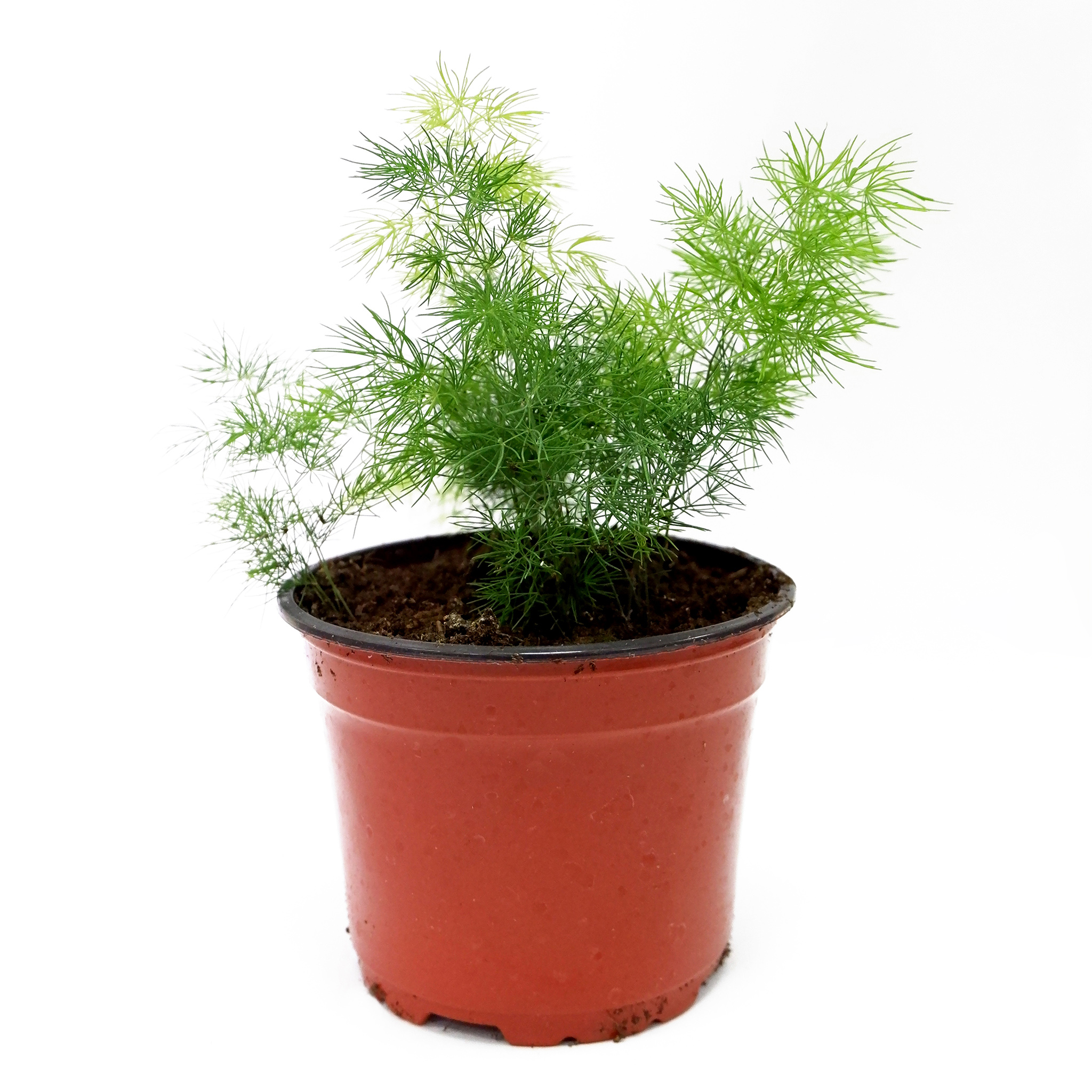 Аспарагус d12 см