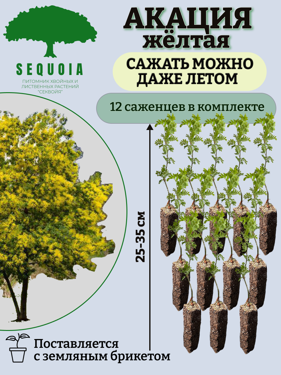 Саженцы Акация желтая Питомник Секвойя АЖ12, 12 штук