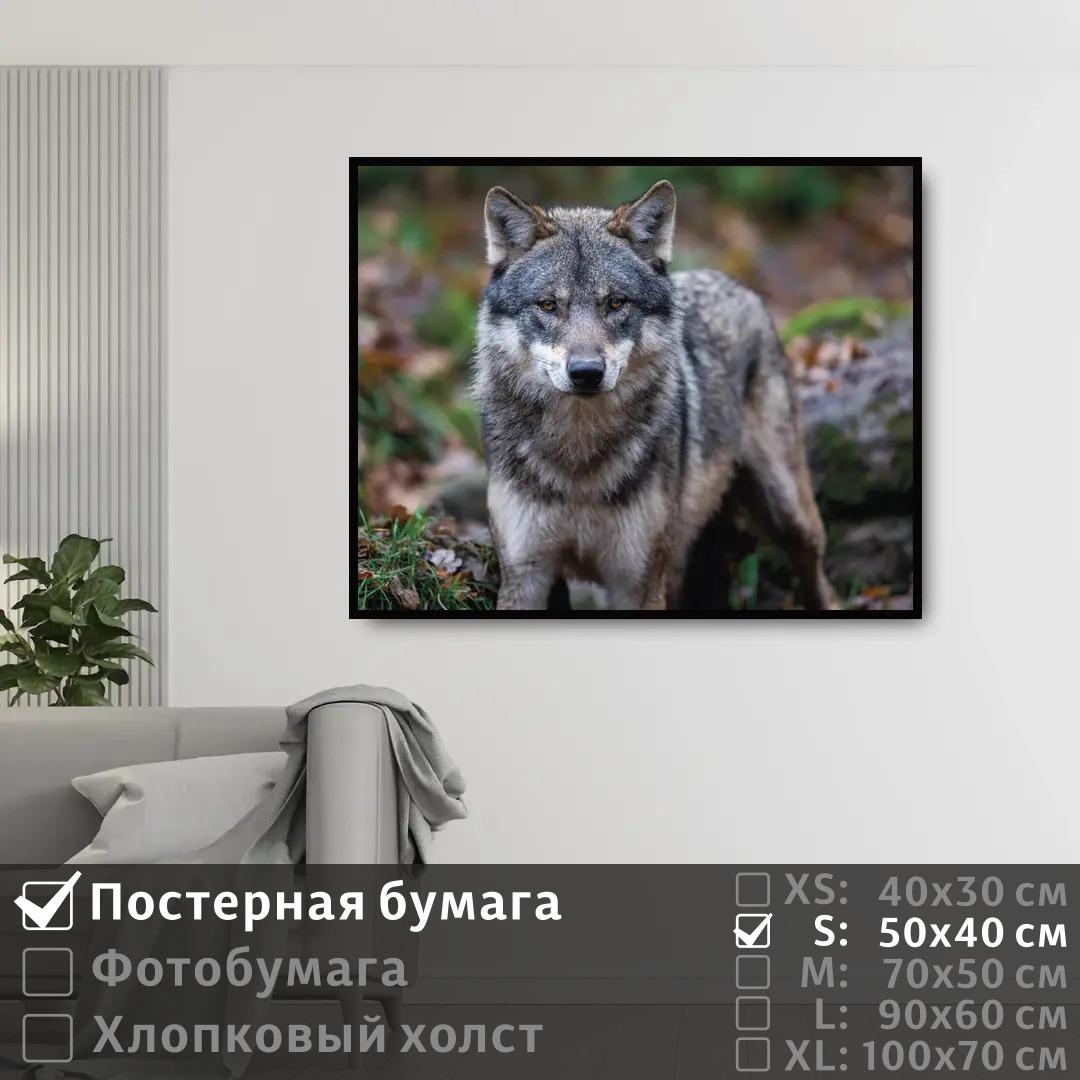 

Постер на стену ПолиЦентр Хищный волк 50х40 см, ХищныйВолк