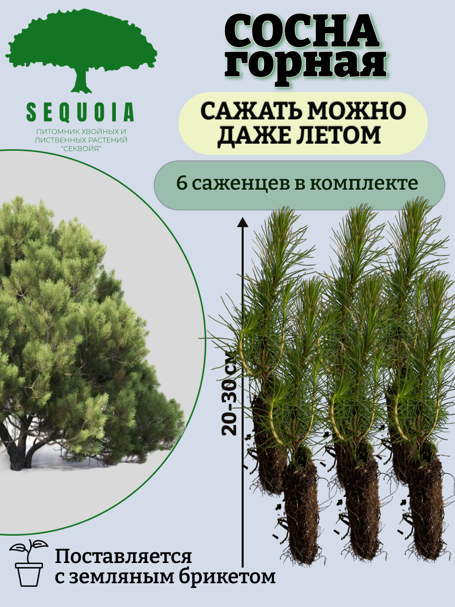 Саженцы Сосна горная Питомник Секвойя СГ6, 6 штук