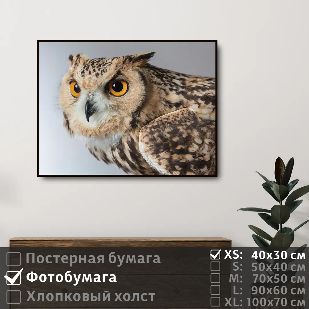 

Постер на фотобумаге ПолиЦентр Сова следит глазами 40х30 см, СоваСледитГлазами
