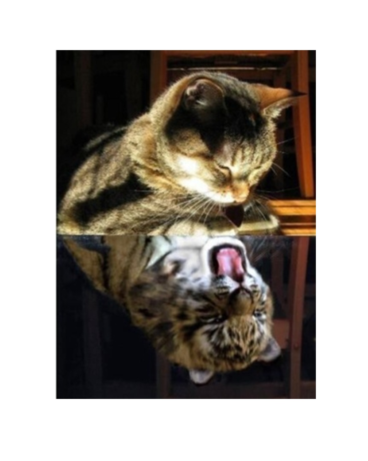 фото Алмазная мозаика картина стразами тигр в отражении кота, 15х20 см 50382 00116916 nobrand