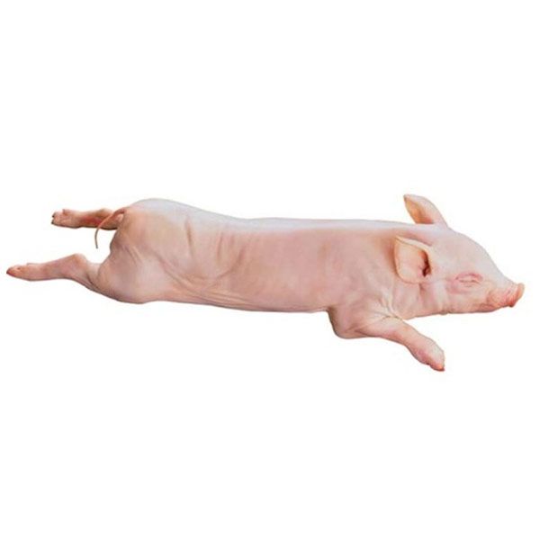 

Поросенок Виктория Молочный охлажденный 3 кг