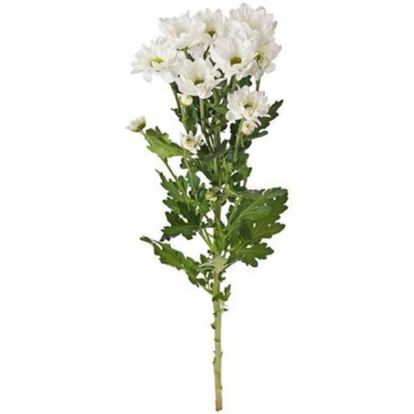 

Хризантема кустовая 1 шт