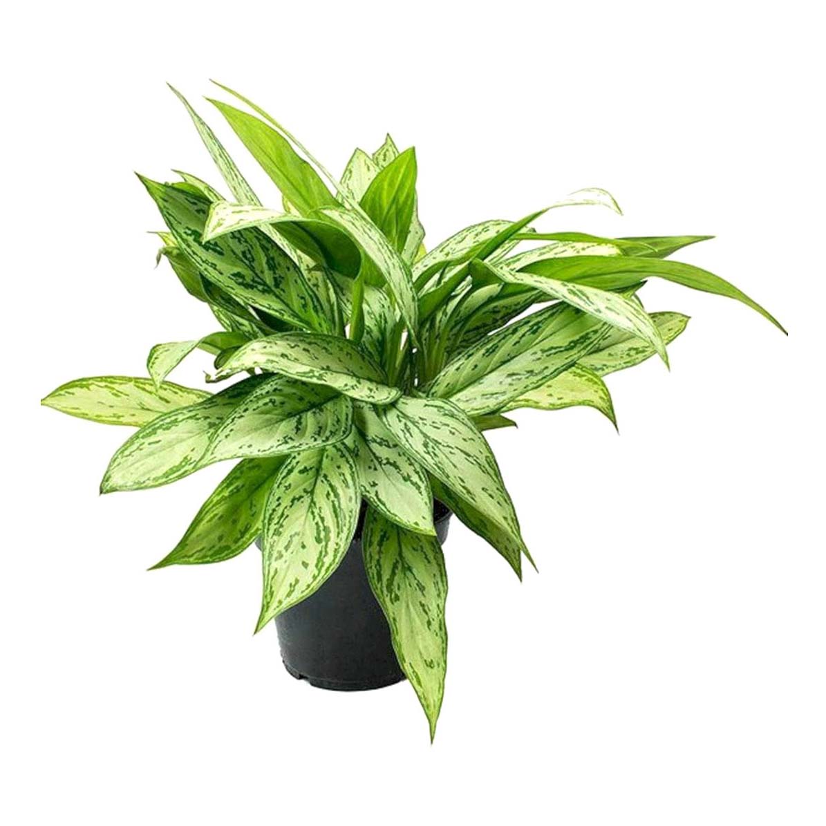 

Аглаонема Orangery aglaonema Silver queen d 14 см h 45 см