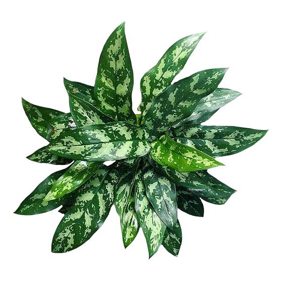 

Аглаонема Orangery aglaonema tigres d 14 см h 50 см