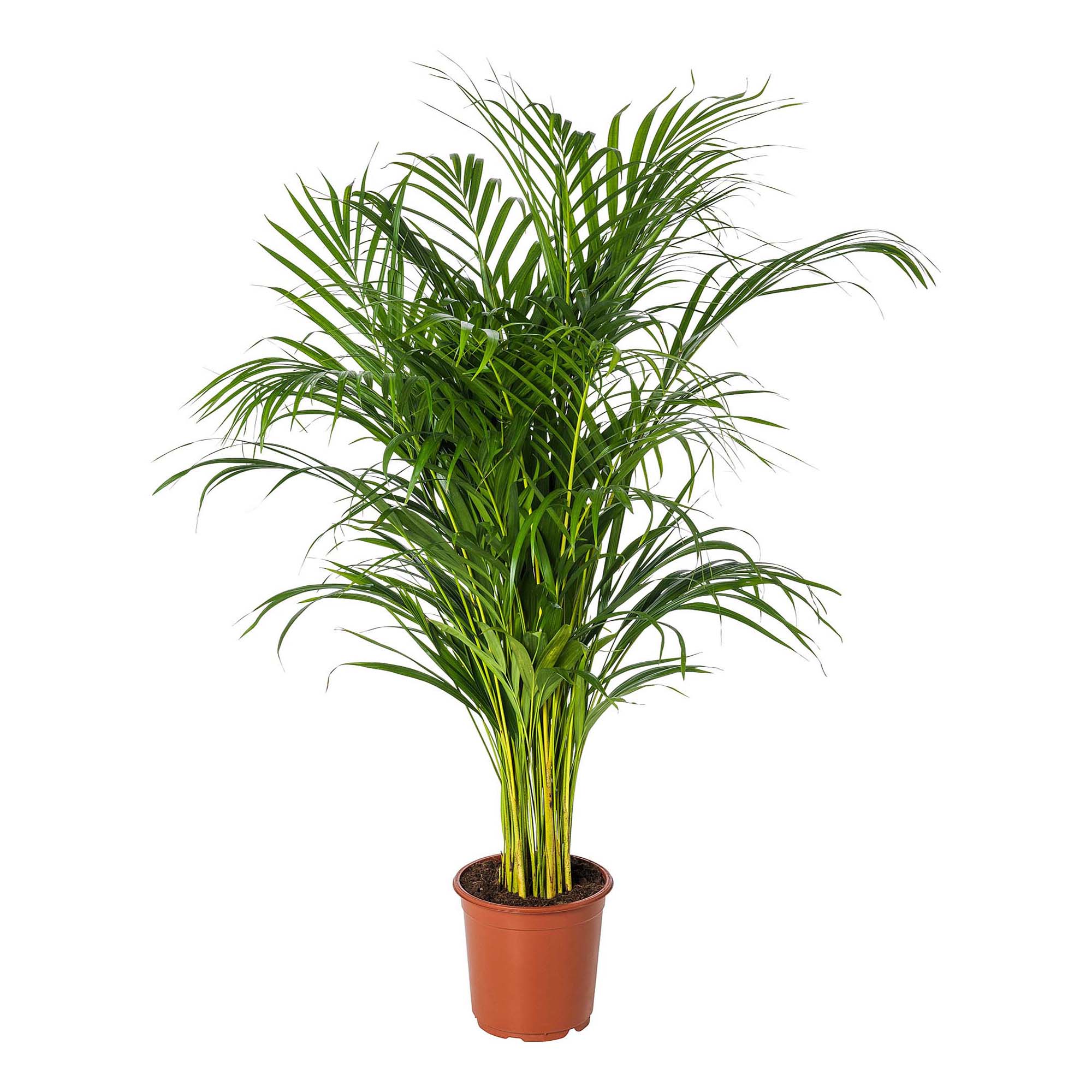 

Дипсис Orangery dypsis lutesc d 27 см h 150 см