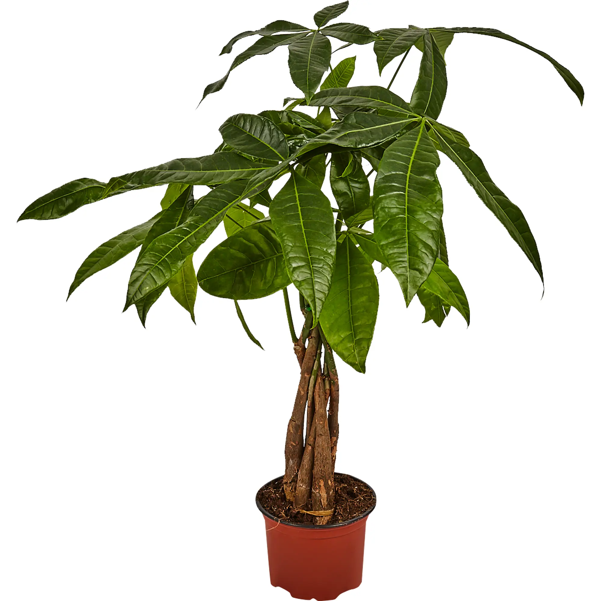 Пахира Акватика h70 см d17 см