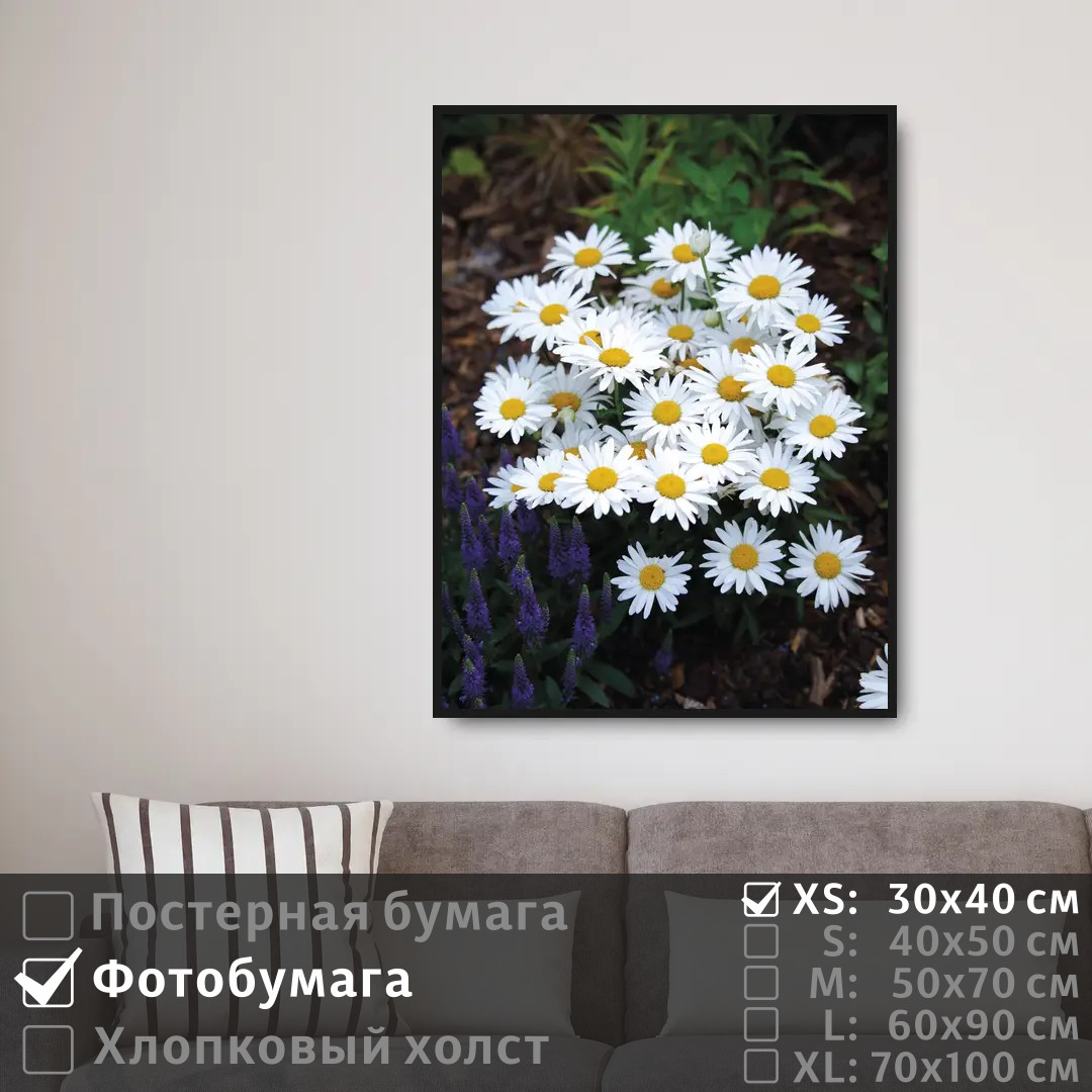 

Постер на фотобумаге ПолиЦентр Красивые цветы ромашки 30х40 см, КрасивыеЦветыРомашки