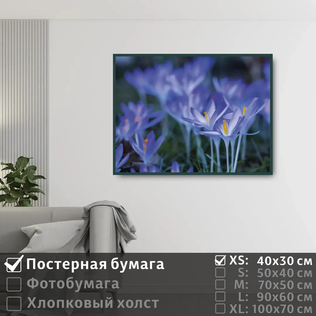 

Постер на стену ПолиЦентр Весенние синие цветы крокусы 40х30 см, ВесенниеСиниеЦветыКрокусы