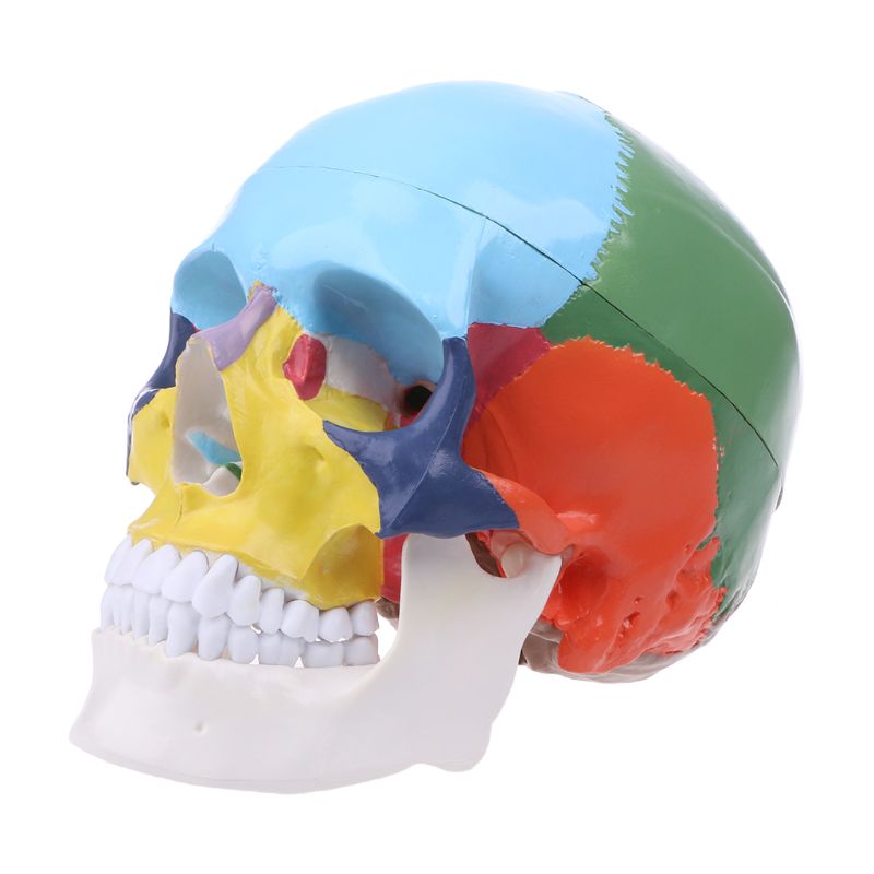 Модель черепа человека Revyline TM-089 под знаком черепа