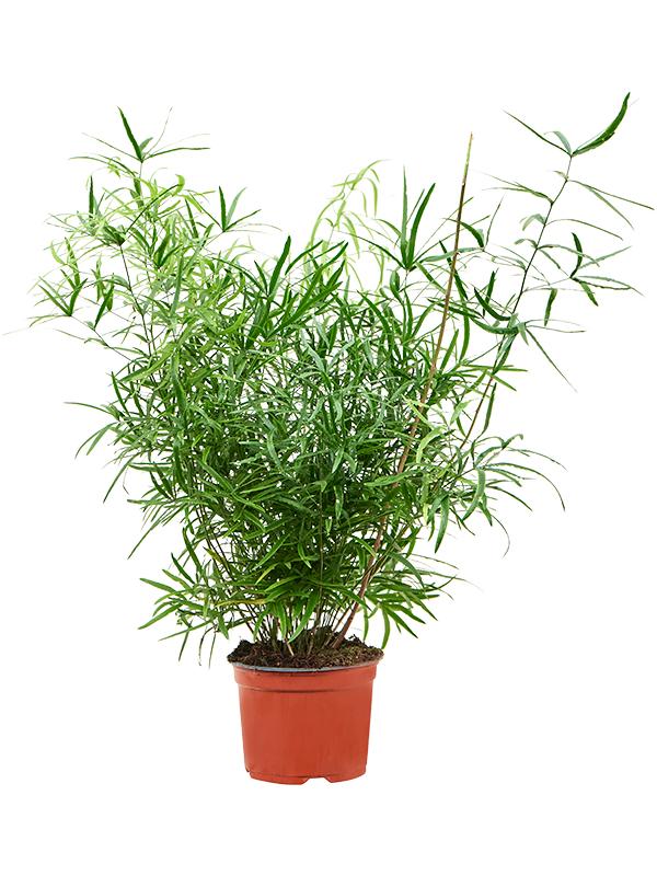 Аспарагус Серповидный d12 см