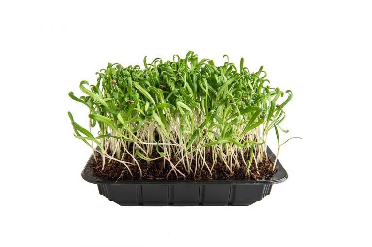 

Семена микрозелень Шпинат Матадор mGreen's 100 г
