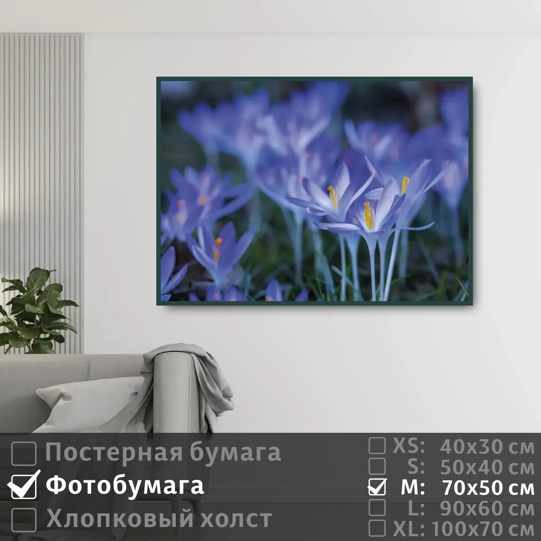 

Постер на фотобумаге ПолиЦентр Весенние синие цветы крокусы 70х50 см, ВесенниеСиниеЦветыКрокусы