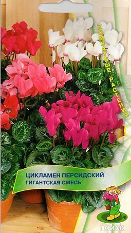 

Семена цикламен Поиск Гигантская смесь 580758 1 уп.